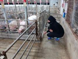 Captured at GD Pork Piggery, West Pinjarra WA Australia.