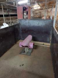 Captured at GD Pork Piggery, West Pinjarra WA Australia.