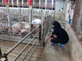 Captured at GD Pork Piggery, West Pinjarra WA Australia.