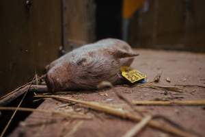 Pig farm investigation in Sweden between 2019-2020