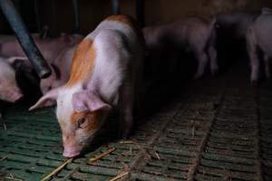 Pig farm investigation in Sweden between 2019-2020