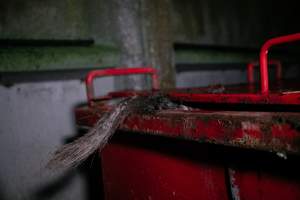 Pig farm investigation in Sweden between 2019-2020