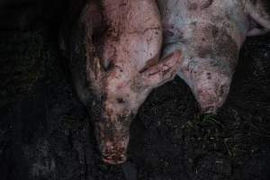 Pig farm investigation in Sweden between 2019-2020
