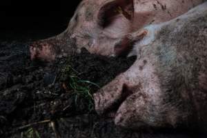 Pig farm investigation in Sweden between 2019-2020