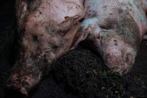 Pig farm investigation in Sweden between 2019-2020