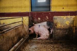 Pig farm investigation in Sweden between 2019-2020