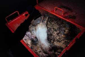 Pig farm investigation in Sweden between 2019-2020