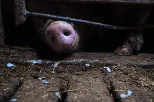 Pig farm investigation in Sweden between 2019-2020