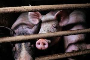 Pig farm investigation in Sweden between 2019-2020