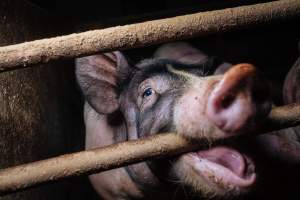 Pig farm investigation in Sweden between 2019-2020