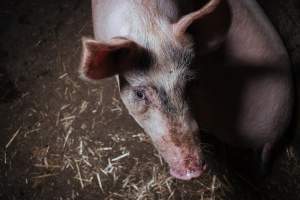 Pig farm investigation in Sweden between 2019-2020