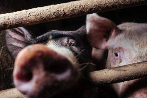 Pig farm investigation in Sweden between 2019-2020