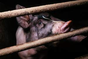 Pig farm investigation in Sweden between 2019-2020