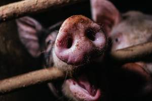 Pig farm investigation in Sweden between 2019-2020