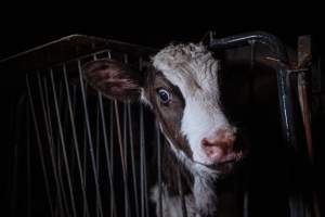 Dairy farms taken between 2019-2021