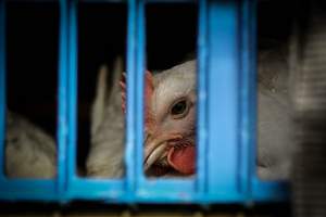 New Lee’s Poultry Market - Photos taken outside of New Lee's Poultry Market. Images captured during morning unloading of birds. - Captured at New Lee's Live Poultry Market, Brooklyn NY United States.