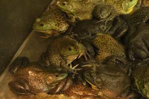 CW Seafood and Meat Market - Photo captured at CW Seafood and Meat Market in NYC. Photos show various sea life including freshwater life being sold illegally for their flesh. - Captured at CW Seafood and Meat Market, Brooklyn NY United States.