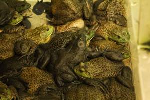 CW Seafood and Meat Market - Photo captured at CW Seafood and Meat Market in NYC. Photos show various sea life including freshwater life being sold illegally for their flesh. - Captured at CW Seafood and Meat Market, Brooklyn NY United States.