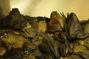 CW Seafood and Meat Market - Photo captured at CW Seafood and Meat Market in NYC. Photos show various sea life including freshwater life being sold illegally for their flesh. - Captured at CW Seafood and Meat Market, Brooklyn NY United States.