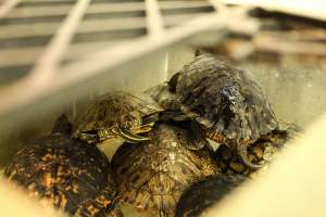 CW Seafood and Meat Market - Photo captured at CW Seafood and Meat Market in NYC. Photos show various sea life including freshwater life being sold illegally for their flesh. - Captured at CW Seafood and Meat Market, Brooklyn NY United States.