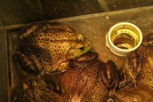 CW Seafood and Meat Market - Photo captured at CW Seafood and Meat Market in NYC. Photos show various sea life including freshwater life being sold illegally for their flesh. - Captured at CW Seafood and Meat Market, Brooklyn NY United States.