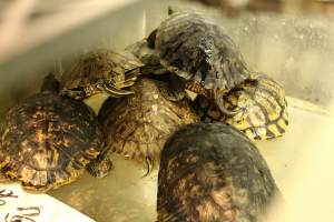 CW Seafood and Meat Market - Photo captured at CW Seafood and Meat Market in NYC. Photos show various sea life including freshwater life being sold illegally for their flesh. - Captured at CW Seafood and Meat Market, Brooklyn NY United States.