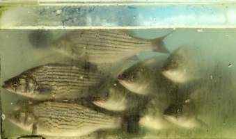 CW Seafood and Meat Market - Photo captured at CW Seafood and Meat Market in NYC. Photos show various sea life including freshwater life being sold illegally for their flesh. - Captured at CW Seafood and Meat Market, Brooklyn NY United States.