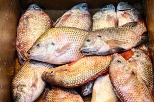 CW Seafood and Meat Market - Photo captured at CW Seafood and Meat Market in NYC. Photos show various sea life including freshwater life being sold illegally for their flesh. - Captured at CW Seafood and Meat Market, Brooklyn NY United States.