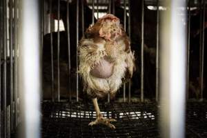 Pepe’s Poultry Market - Photos taken at Pepe's Poultry Market, a live market in Newark, New Jersey. - Captured at Pepe's Poultry Market LLC, Newark NJ United States.