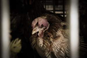 Pepe’s Poultry Market - Photos taken at Pepe's Poultry Market, a live market in Newark, New Jersey. - Captured at Pepe's Poultry Market LLC, Newark NJ United States.