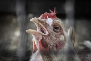 Pepe’s Poultry Market - Photos taken at Pepe's Poultry Market, a live market in Newark, New Jersey. - Captured at Pepe's Poultry Market LLC, Newark NJ United States.