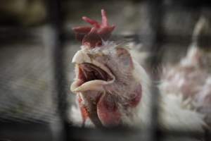 Pepe’s Poultry Market - Photos taken at Pepe's Poultry Market, a live market in Newark, New Jersey. - Captured at Pepe's Poultry Market LLC, Newark NJ United States.