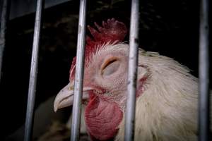 Pepe’s Poultry Market - Photos taken at Pepe's Poultry Market, a live market located in Newark, New Jersey. - Captured at Pepe's Poultry Market LLC, Newark NJ United States.