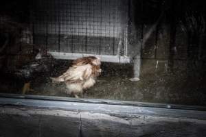 Pepe’s Poultry Market - Photos taken outside of Pepe's Poultry Market, located in Newark, New Jersey. - Captured at Pepe's Poultry Market LLC, Newark NJ United States.
