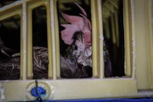 Eastern Poultry Distributors - Photos taken in various locations of drop-offs from Eastern Poultry Distributiors, a distribution center located in Newark New Jersey, who delivers live birds to most slaughterhouses in the area. - Captured at Eastern Poultry Distributors, Newark NJ United States.