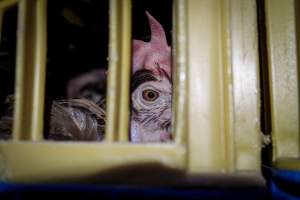 Eastern Poultry Distributors - Photos taken in various locations of drop-offs from Eastern Poultry Distributiors, a distribution center located in Newark New Jersey, who delivers live birds to most slaughterhouses in the area. - Captured at Eastern Poultry Distributors, Newark NJ United States.