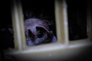 Eastern Poultry Distributors - Photos taken in various locations of drop-offs from Eastern Poultry Distributiors, a distribution center located in Newark New Jersey, who delivers live birds to most slaughterhouses in the area. - Captured at Eastern Poultry Distributors, Newark NJ United States.