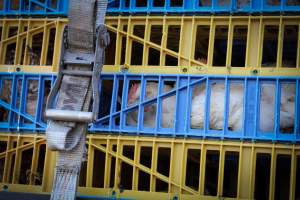 Eastern Poultry Distributors - Photos taken in various locations of drop-offs from Eastern Poultry Distributiors, a distribution center located in Newark New Jersey, who delivers live birds to most slaughterhouses in the area. - Captured at Eastern Poultry Distributors, Newark NJ United States.