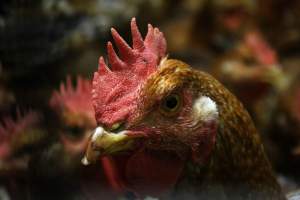 Honest (Silverio) Live Poultry - Photos taken at Honest Live Poultry (AKA Silverio Live Poultry)
- Captured at Silverio Live Poultry, Franklin Township NJ United States.