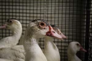 Honest (Silverio) Live Poultry - Photos taken at Honest Live Poultry (AKA Silverio Live Poultry)
- Captured at Silverio Live Poultry, Franklin Township NJ United States.