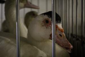 Honest (Silverio) Live Poultry - Photos taken at Honest Live Poultry (AKA Silverio Live Poultry)
- Captured at Silverio Live Poultry, Franklin Township NJ United States.