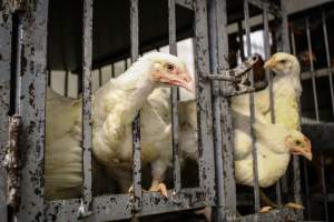 Honest (Silverio) Live Poultry - Photos taken at Honest Live Poultry (AKA Silverio Live Poultry)
- Captured at Silverio Live Poultry, Franklin Township NJ United States.