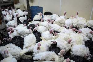 Kikiriki Live Poultry - Photos taken during the 2021 Thanksgiving Vigil outside of Kikiriki Live Poultry. - Captured at Kikiriki Live Poultry Inc, NY United States.