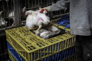 Kikiriki Live Poultry - Photos taken during the 2021 Thanksgiving Vigil outside of Kikiriki Live Poultry. - Captured at Kikiriki Live Poultry Inc, NY United States.