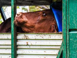 Australian Country Choice- Cannon Hill/Murarrie QLD. - Captured at Australian Country Choice Abattoir, Murarrie QLD Australia.