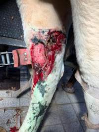 Injured cow - This cow fell and was overlooked by the farmer. She was killed as it wouldn't have been economically viable to amputate her leg.