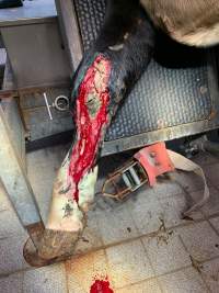 Injured cow - This cow fell and was overlooked by the farmer. She was killed as it wouldn't have been economically viable to amputate her leg.