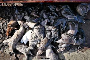 The cull of 18 million minks in Denmark - 18 millions mink were culled after a covid19 outbreak on Danish mink farms, autumn 2020.
It started when the Danish government ordered the cull on all farms tested positive for Covid and all farms in a 7.8 kilometer radius of an infected farm.
More than 100 farms had been tested positive and at first the number of minks to be gassed because of this decision was 1.5 million, then 2.5 million and it continued to rise until the government decided that all +18 million mink in Denmark should be killed as quickly as possible, tested positive or not.
Denmark was until this happened, the biggest producer of mink furs in the world, more than 18 million mink were bred and killed here every year.
The mink breeders received a historical amount of money from the government and they are now all millionaires, but the industry died out and 'Kopenhagen Fur', the biggest fur auction house in the world also closed down.
Today, only a handful wish to start up the mink industry in Denmark again.
A ban on mink farming in Denmark is still being discussed. - Captured at North Denmark Region.