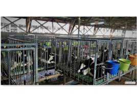 Veal live export. Haifa, Israel, quarantine zone. - New born male dairy calves transported all the way from Romania and Lithuania to be kept and fed here in a quarantine zone in Haifa, Israel.
After a few months they are sold and shipped to Portugal, Eqypt and Australia. - Captured at Haifa District.