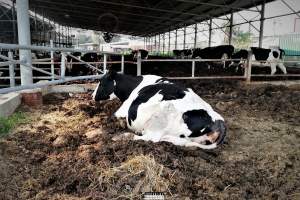Dairy Farm, Ashdod, Israel. - Photos from a big dairy farm in a kibbutz in Ashdod, Israel. February 2020.

This cow was in labor, dragged out in a pile of excrements to give birth.